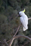another cockatoo