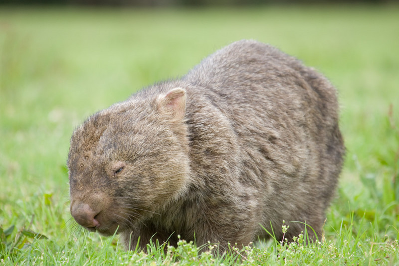 wild wombat at a campground