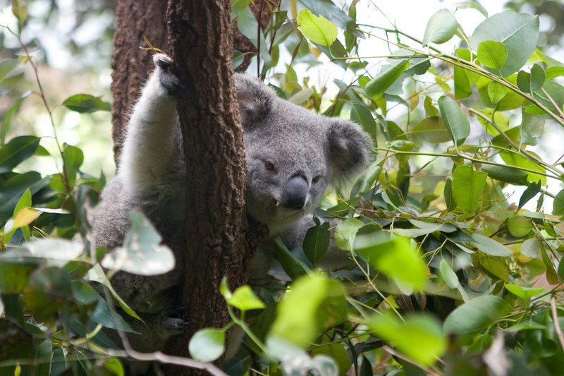 koala actually awake