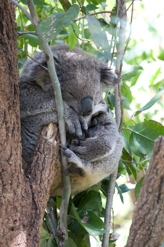 koala sleeping as usual