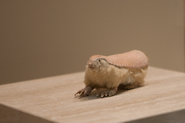 Natural History Museum Pink Fairy Armadillo
