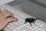 Highlight for Album: Spiders on the Keyboard