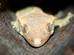 Highlight for Album: Crested Geckos