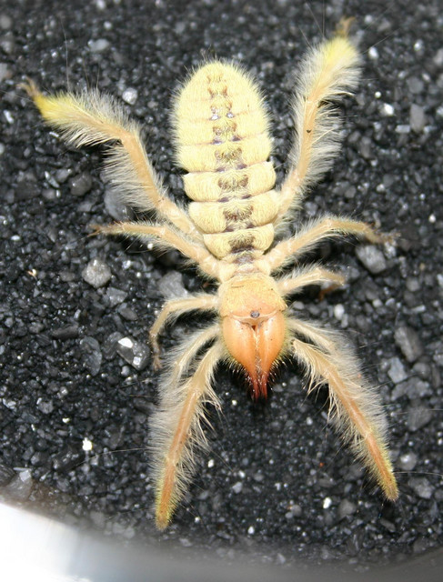 SunSpider top