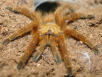 obt front